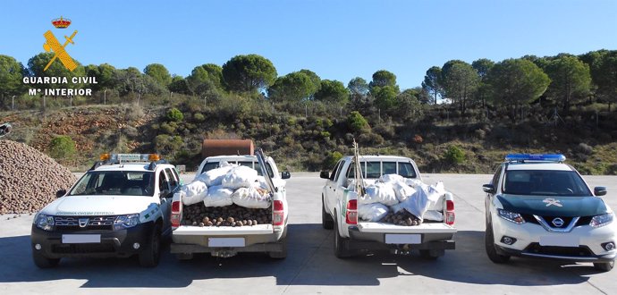 Vehículos con las piñas recuperadas en Villaviciosa