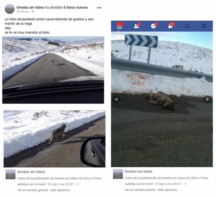 Publicación en Facebook de un lobo atropellado en Gredos