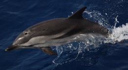 Un delfín nada en el entorno de Cabo Tiñoso