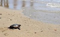 El CSIC descubre nuevas zonas de anidación para la tortuga boba en España en las playas del Mediterráneo