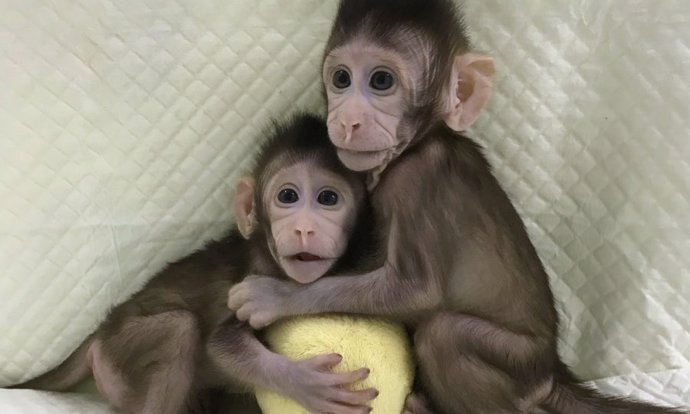 Los monos clonados como Dolly