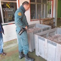 Decomisan 860 kilos de pulpo sin etiquetar en una nave de San Juan del Puerto