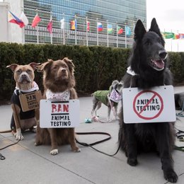 Protesta de perros contra la experimentación de cosméticos en animales en la ONU