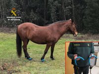 Liberan a un caballo que tenía las patas atadas con una cuerda un monte en Vilaboa