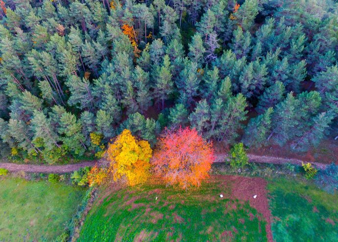 Imagen de un bosque captada con un dron