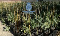 Desmantelada en Córdoba una de las mayores plantaciones de marihuana hasta la fecha
