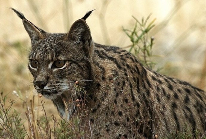 Lince