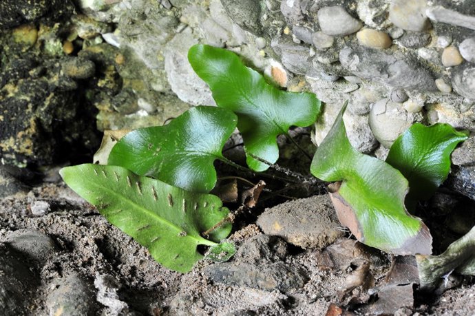 Exemplar d''Asplenium Sagittatum'