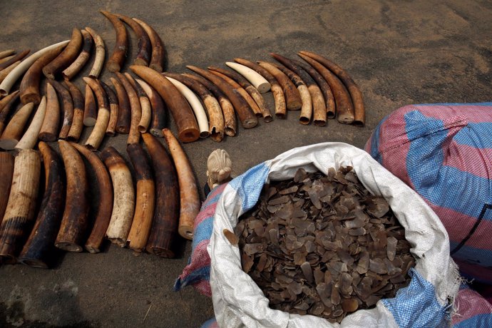 Colmillos de elefante y escamas de pangolín incautados en Costa de Marfíl