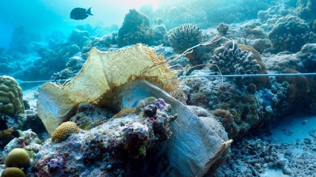 Bolsa de plástico atrapada entre corales