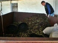 Detenidas 19 personas y desarticulado un entramado dedicado al robo y recepción de aceitunas en Almendralejo