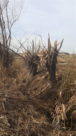 Imagen de la zona en la que han aparecido los árboles cortados