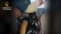 Intervenidos en Huelva ocho gallos que presentaban daños por ser utilizados en peleas