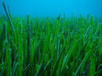 Ya se pueden presentar ofertas para gestionar los campos de fondeo para la protección de praderas de posidonia