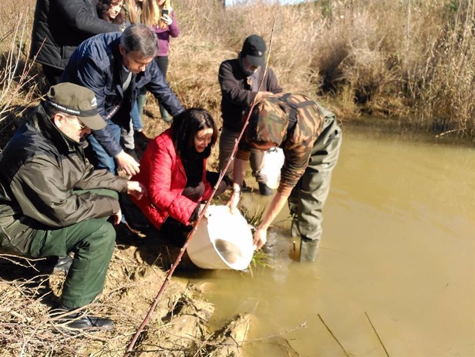 Suelta de angulas en el Río Barbate por la Junta