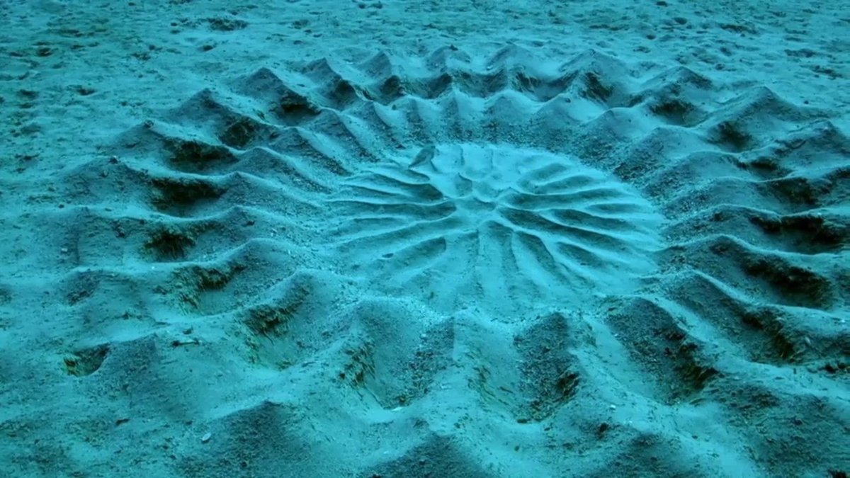 Qué son esos extraños dibujos en la arena? Después de saberlo no volverás a  ver a los peces de la misma manera