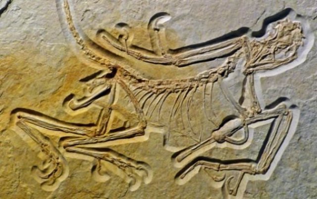 El Archaeopteryx geológicamente más antiguo