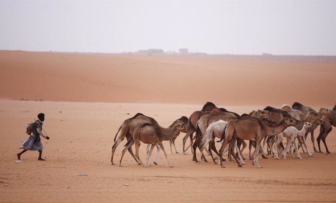 Un hombre cuida a un grupo de camellos cerca de Changuetti