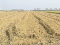 Un proyecto estudia incorporar bacterias en la paja de arroz y convertirla en cobertura rentable para cultivos frutales