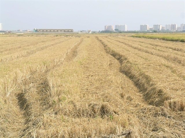Imagen de archivo de paja de arroz