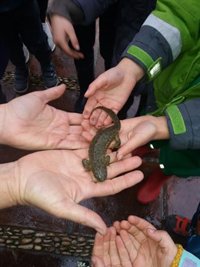El Real Jardín Botánico de Córdoba localiza varias especies amenazadas de anfibios en sus instalaciones