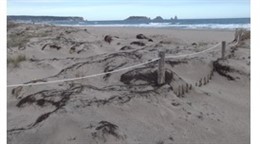 Estat actual de les dunes a Torroella de Montgrí