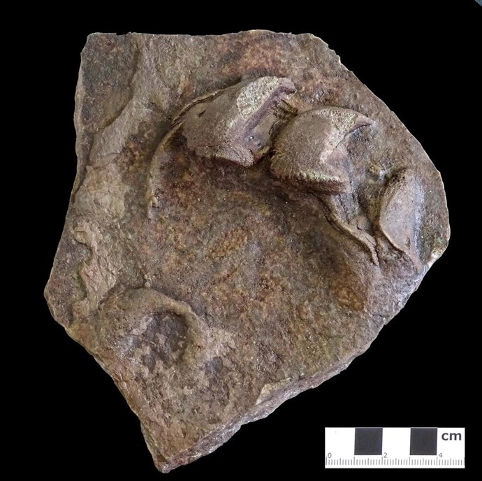 Huellas de tortugas fósiles 