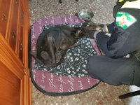 Policía Local de Jaén investiga el posible maltrato de un galgo encontrado en la vía pública en estado "famélico"