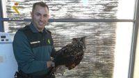 La Guardia Civil recupera un búho real en la localidad de Plasenzuela (Cáceres)