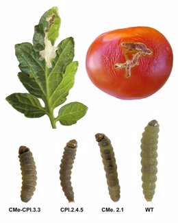 Logran tomates más resistentes a las plagas