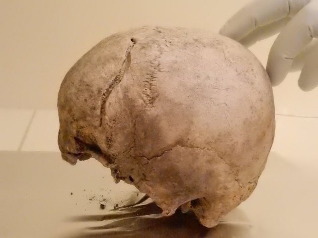 Cráneo incluido en el estudio, procedente de Suecia.