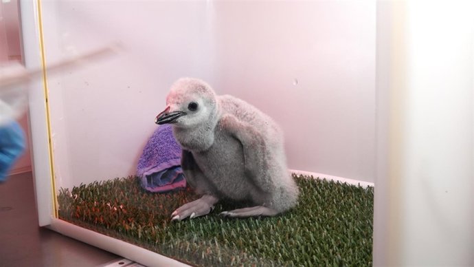 Cría de pingüino barbijo