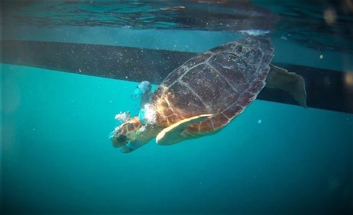 Palma Aquarium libera dos tortugas