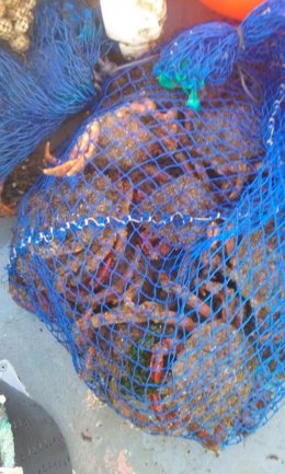 Intervenido pescado y marisco en A Illa de Arousa y Ría de Pontevedra