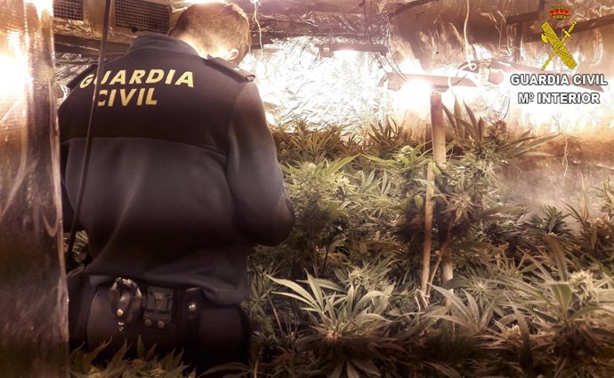 Mariahuana intervenida 