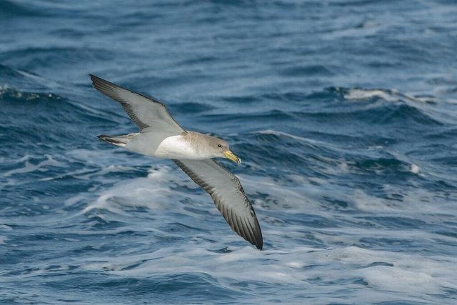 Premsa Ub Un Estudi Sobre La Baldriga Cendrosa Permetrà De Protegir Nous Espais 