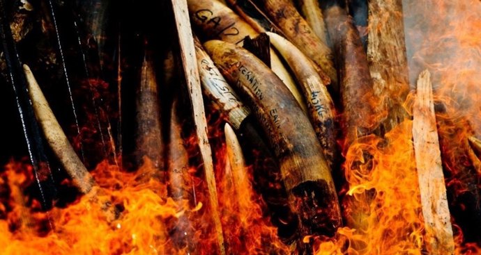 Campaña 'STOP trafico de especies'