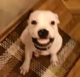 Perro sonríe cuando le dicen 'Say cheese'