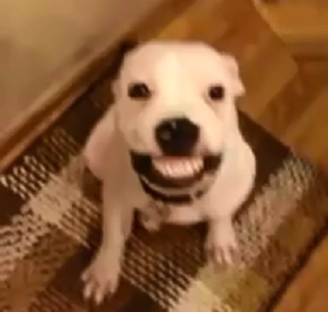 por que mi perro sonrie