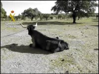 Dos detenidos y cinco investigados por tener a su cabaña ganadera "en estado lamentable" en una finca de Zorita