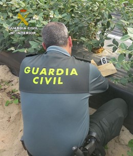 Remitiendo Np Opc Huelva "La Guardia Civil Ha Intervenido Más De 100.000 Plantas
