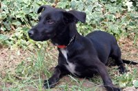 Cortar el rabo o las orejas a las mascotas o regalarlas como premio o recompensa está prohibido desde hoy en España