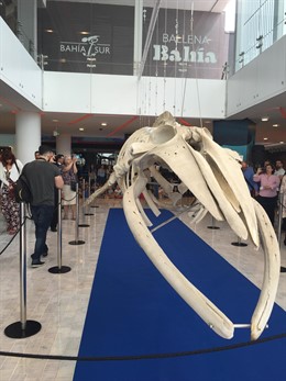 Bahía Sur recuperó el esqueleto de la Ballena Bahía, expuesta en el centro. 