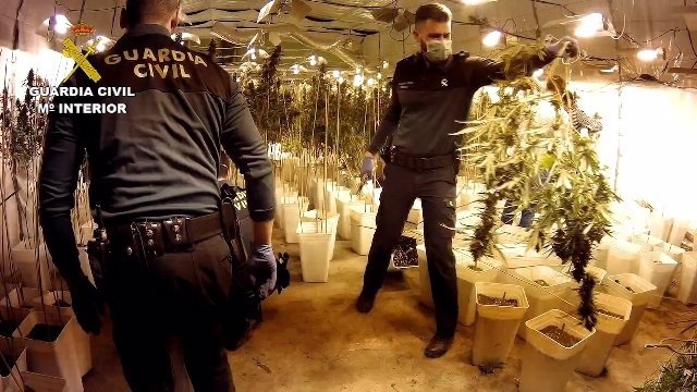 Desmantelada una plantación con 12.000 plantas de marihuana