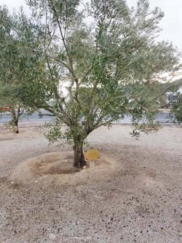 El olivo dedicado a Francisco Camps