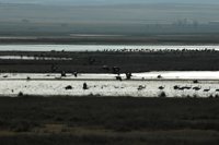 Ecologistas en Acción acusa al Gobierno y las CHs de poner en riesgo los humedales y el abastecimiento humano