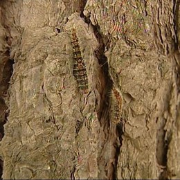 Procesionaria del pino.