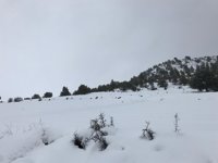 La nieve condiciona la circulación en la carretera RM-703, en Moratalla