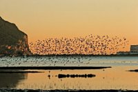 SEO/BirdLife pide a los Ayuntamientos naturalizar y recuperar los humedales urbanos, como charcas o arroyos