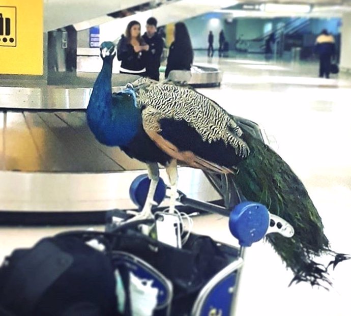 Una pasajera quiere subir un pavo real a bordo de un avión